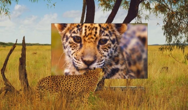 A still image of LG's promotional video clip which shows a leopard stands on the savanna to look at LG SIGNATURE OLED TV W which displays another leopard on its screen.