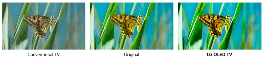 A comparison image to show the benefit of LG's new color algorithm to offer the vivider colors compared to pictures viewed on conventional TVs as well as by human eyes.