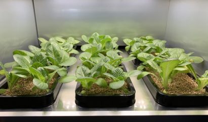 A look inside the indoor gardening appliance with vegetables growing in their pots