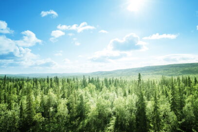 A landscape shot of sprawling green forest with the sun shining through a clear blue sky