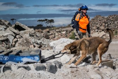 A trained search dog helping the crew remove rubble from collapsed buildings.
