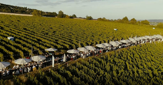 Photo overlooking the Steinberg Round Table event where people can enjoy wine, food and music outside.