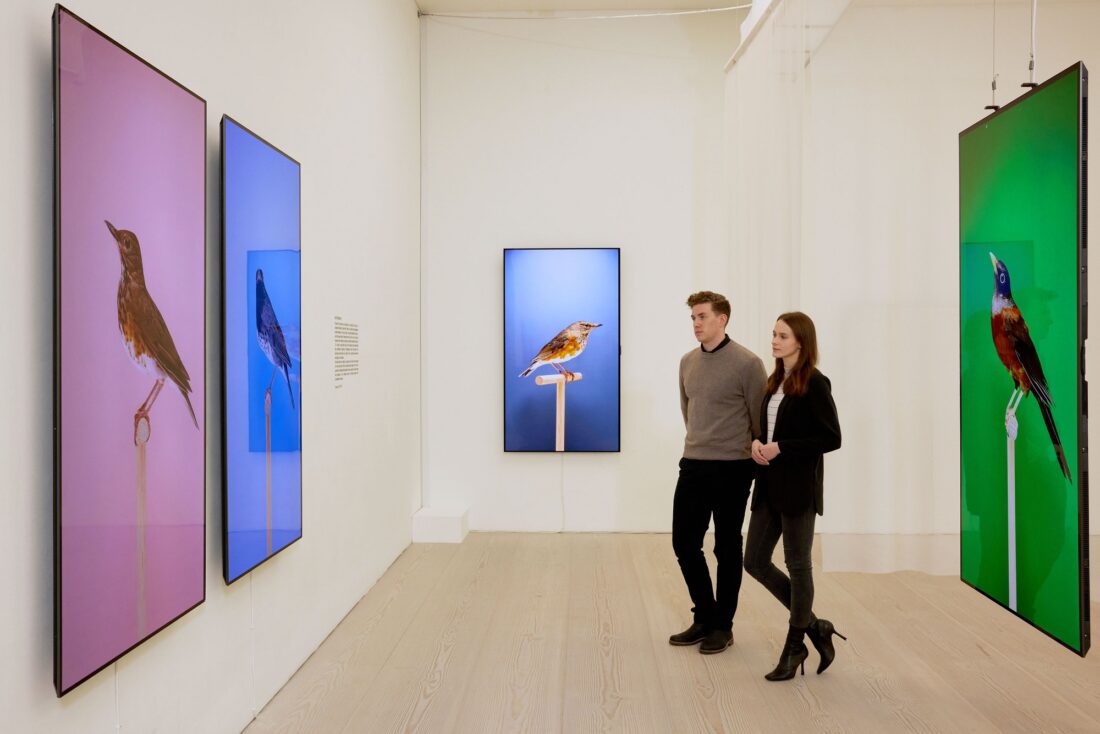 Two visitors viewing 'An Incomplete Dictionary of Show Birds' by Luke Stephenson