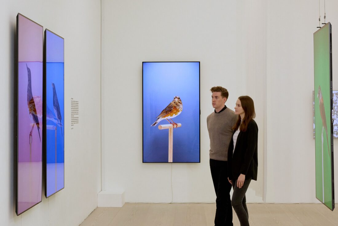 Two visitors viewing 'An Incomplete Dictionary of Show Birds' by Luke Stephenson