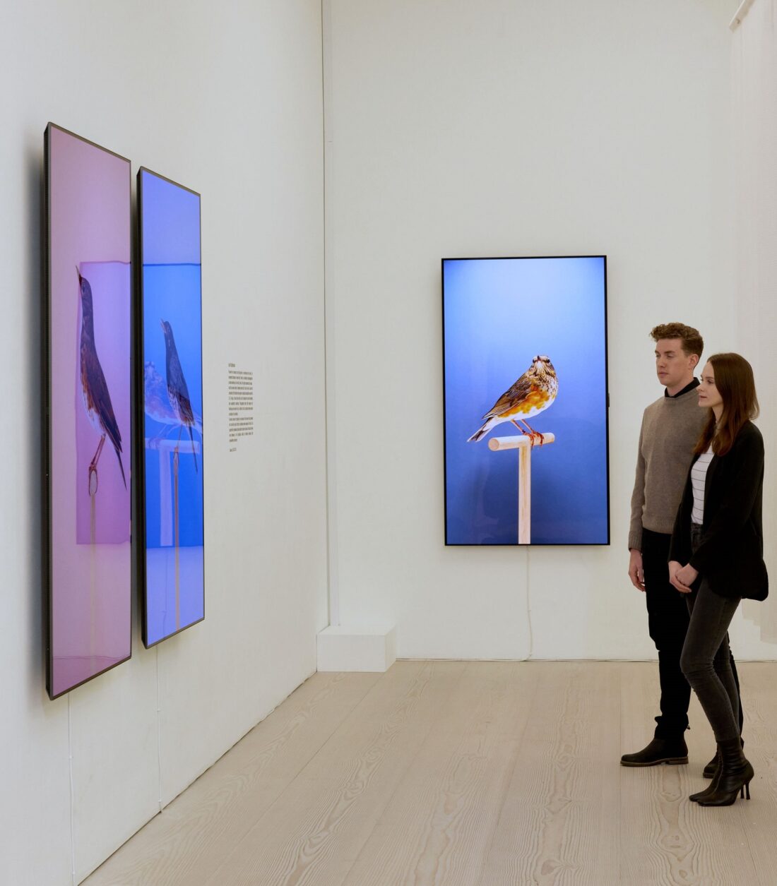 Two visitors viewing 'An Incomplete Dictionary of Show Birds' by Luke Stephenson