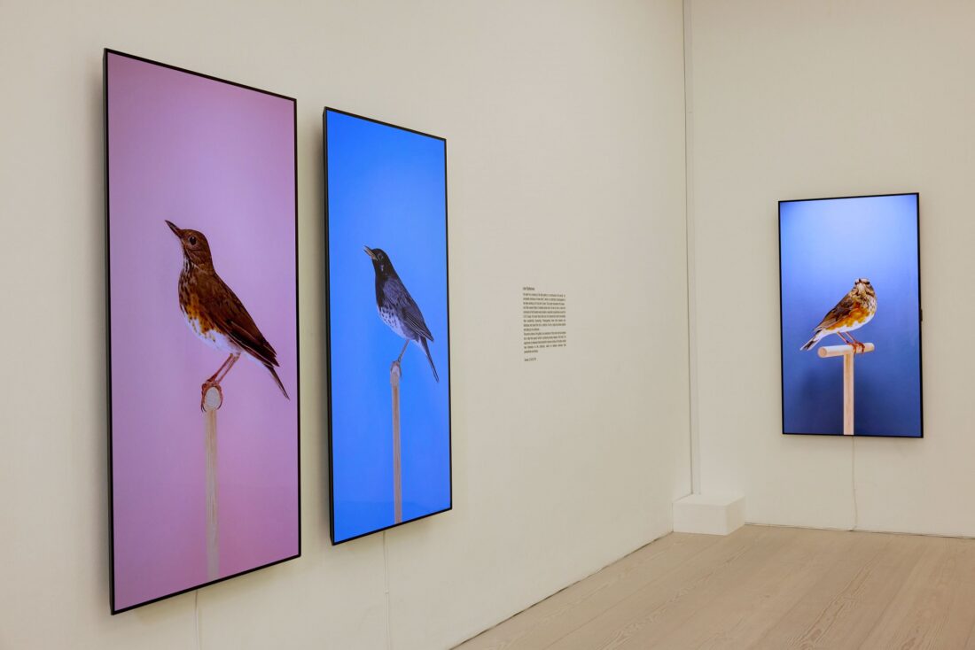 'An Incomplete Dictionary of Show Birds’ by Luke Stephenson displayed on 77-inch LG G1 Series OLED evo TVs