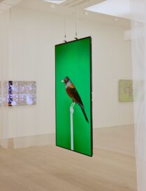 'An Incomplete Dictionary of Show Birds’ by Luke Stephenson displayed on 77-inch LG G1 Series OLED evo TV