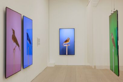 'An Incomplete Dictionary of Show Birds’ by Luke Stephenson displayed on 77-inch LG G1 Series OLED evo TVs