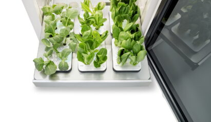 The bottom drawer of LG tiiun with vegetables growing in their seed packages.
