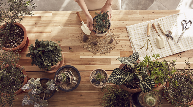 Someone placing plants into plant pots