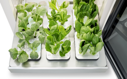 The bottom drawer of LG tiiun with vegetables growing in their seed packages.