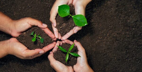 Human hands holding sprouts