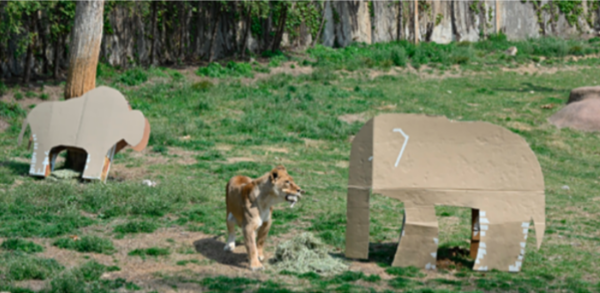 A lion wandering around the zoo where large-sized upcycled boxes provide great source of entertainment