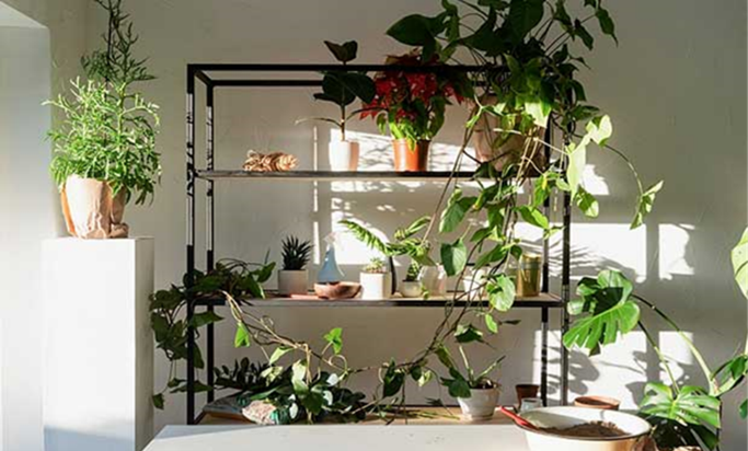 A variety of plants are arranged on a shelf