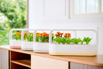 LG tiiun mini is growing herbs and marigolds