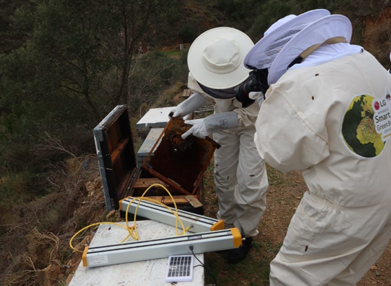 Staff of LG Smart Green Bees project using devices to investigate and gather information about the Iberian bees