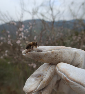 A close-up photo of the Iberian bee