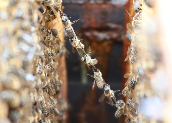 A close-up photo of bees lined up together