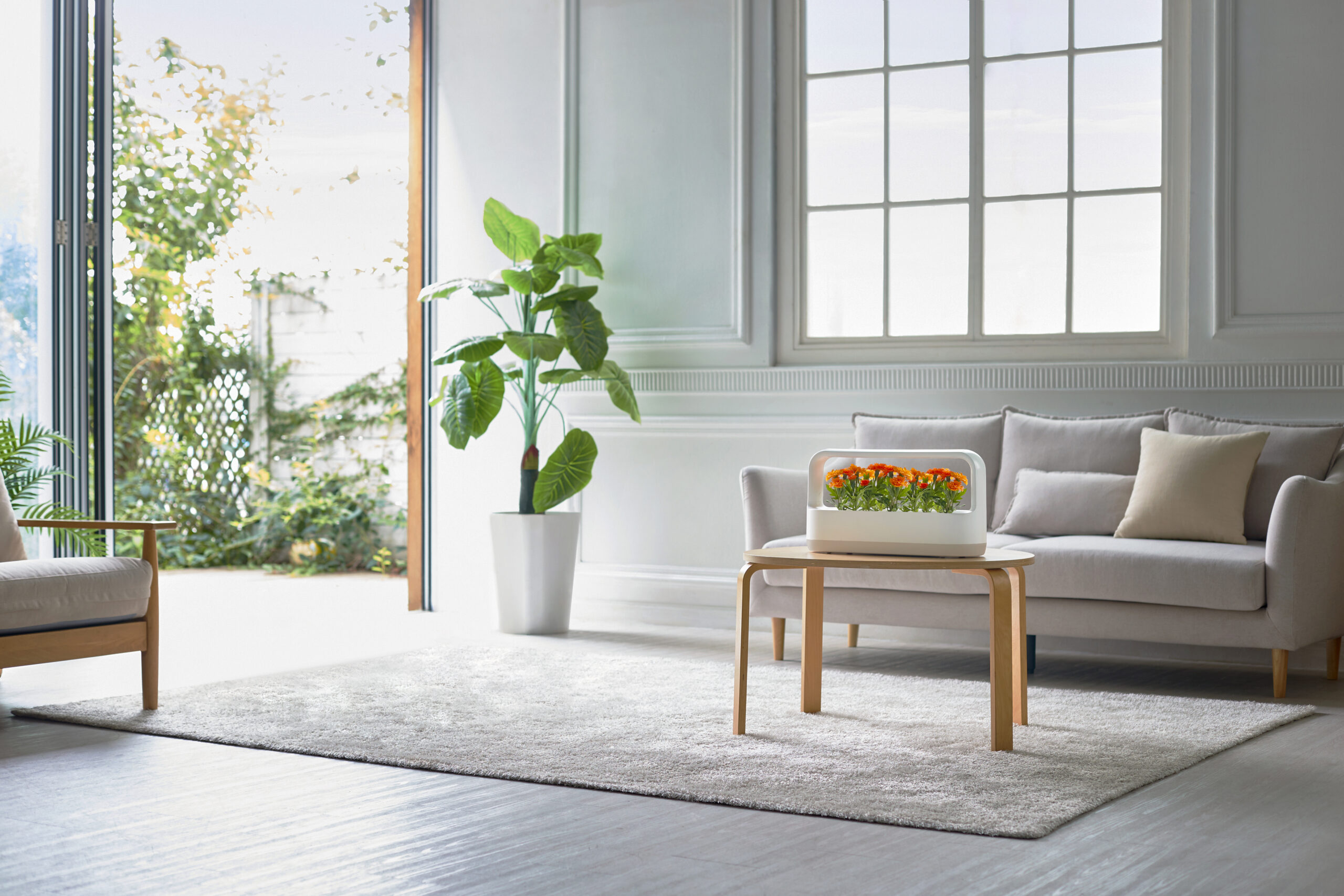LG tiiun mini placed on a table in the middle of a well furnished living room decorated with a pot of plant and sofa