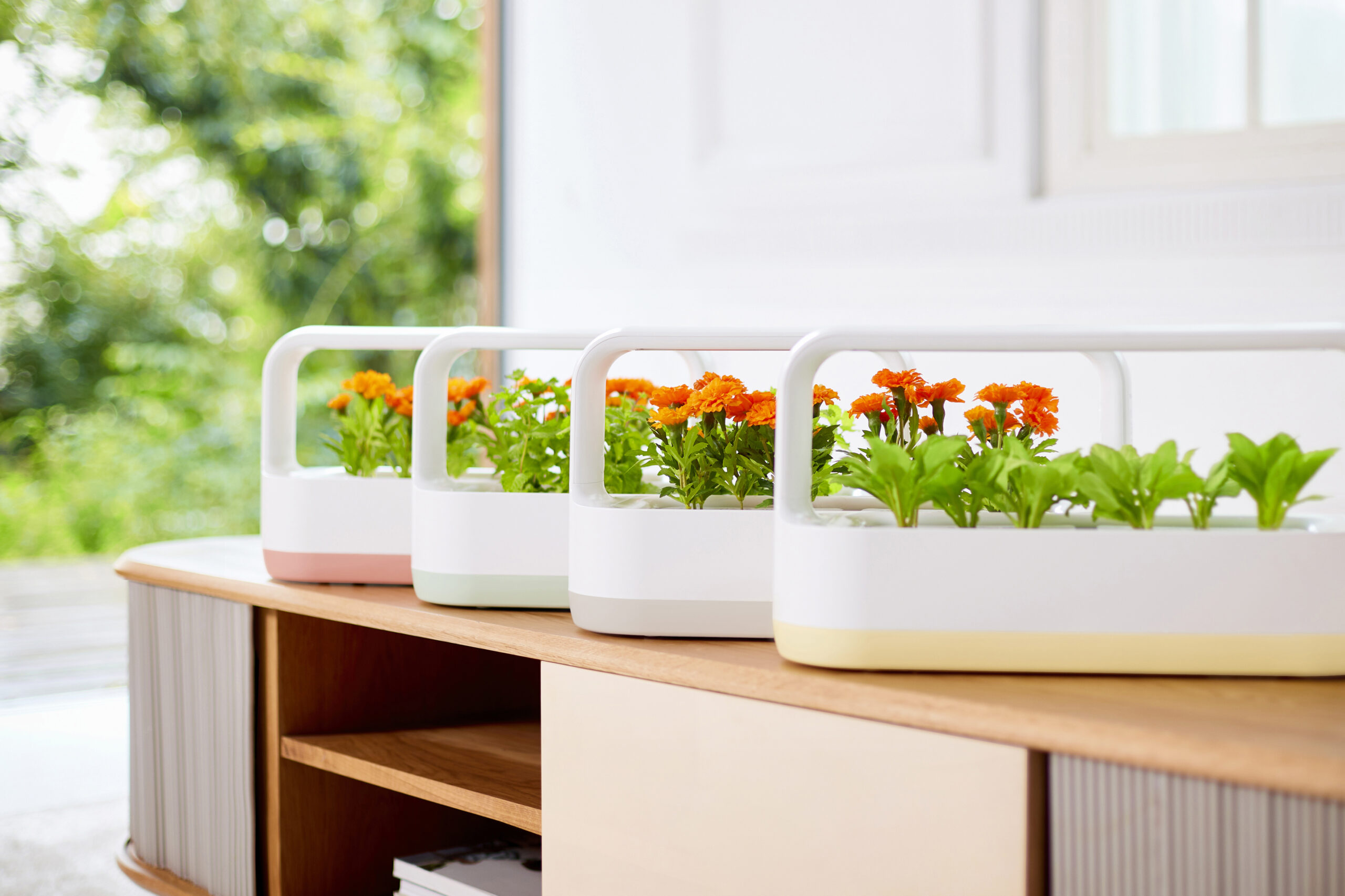 LG tiiun mini is growing herbs and marigolds
