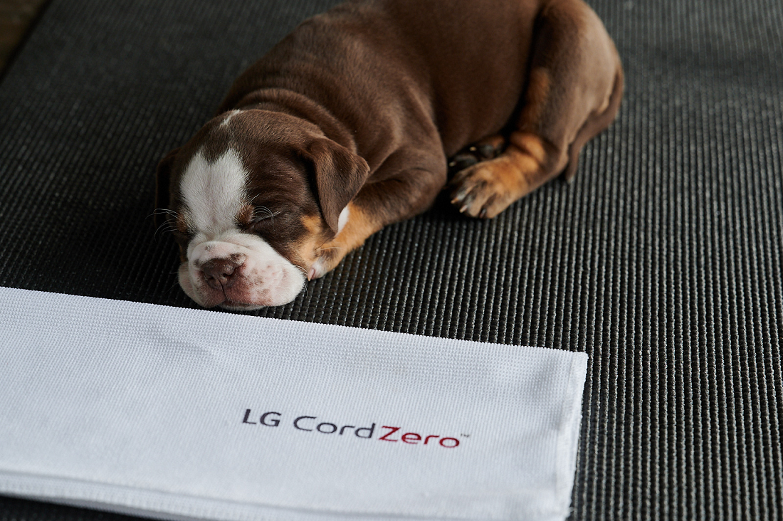 Photo of a puppy taking a nap with a napkin that says 