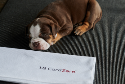 Photo of a puppy taking a nap with a napkin that says "LG CordZero" on it