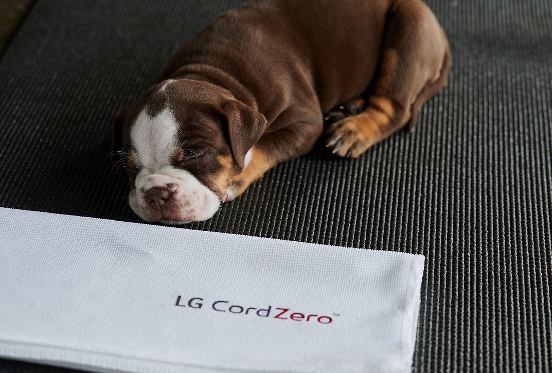 Photo of a puppy taking a nap with a napkin that says "LG CordZero" on it